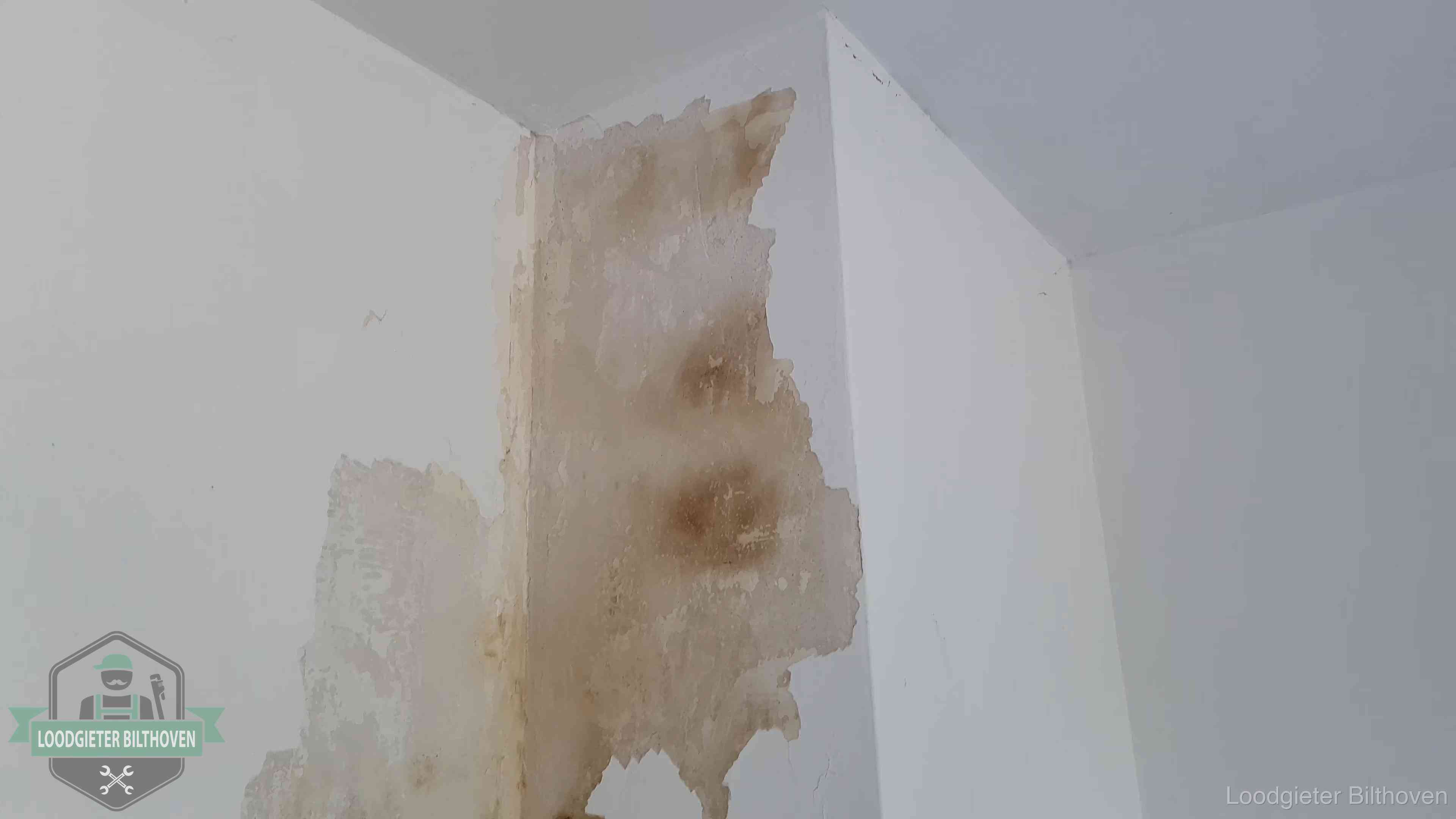 Daklekkage herkennen in Bilthoven Bruine vochtkringen en afbladderend stucwerk op een binnenmuur in Bilthoven, een eerste teken van daklekkage